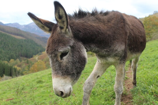 Retrato a un burro en la naturaleza.