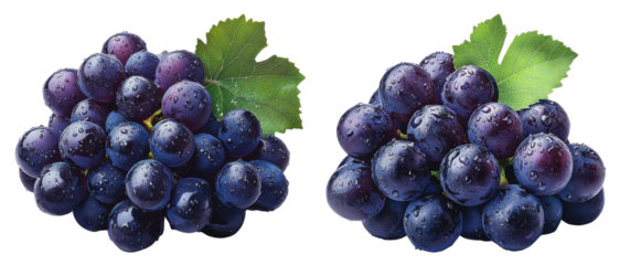 fresh black grapes with leaves, isolated on white background.
