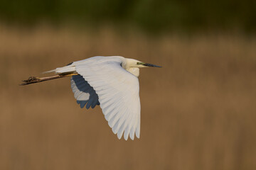 Great White Egret (Ardea alba) flying over reedbeds of the Somerset Levels in Somerset, United Kingdom.