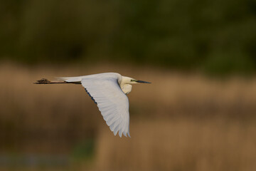 Great White Egret (Ardea alba) flying over reedbeds of the Somerset Levels in Somerset, United Kingdom.