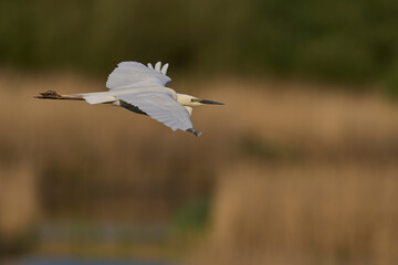 Great White Egret (Ardea alba) flying over reedbeds of the Somerset Levels in Somerset, United Kingdom.