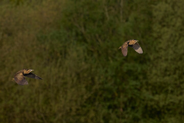 Bittern (Botaurus Stellaris) in flight chasing a rival over the reedbeds of the Somerset Levels in Somerset, United Kingdom.