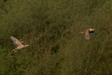 Bittern (Botaurus Stellaris) in flight chasing a rival over the reedbeds of the Somerset Levels in Somerset, United Kingdom.