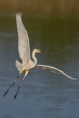 Great White Egret (Ardea alba) flying over reedbeds of the Somerset Levels in Somerset, United Kingdom.