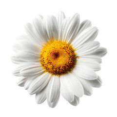 Close up of a single white daisy flower with a bright yellow center isolated on transparent background