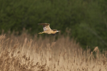 Bittern (Botaurus Stellaris) flying over the reedbeds of the Somerset Levels in Somerset, United Kingdom.