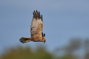 Marsh Harrier (Circus aeruginosus) hunting over a reedbed in the Somerset Levels in the United Kingdom