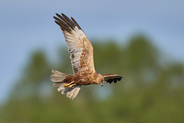 Marsh Harrier (Circus aeruginosus) hunting over a reedbed in the Somerset Levels in the United Kingdom