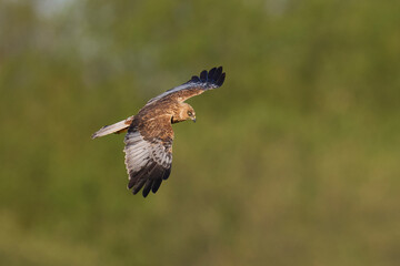 Marsh Harrier (Circus aeruginosus) hunting over a reedbed in the Somerset Levels in the United Kingdom
