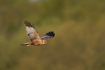 Marsh Harrier (Circus aeruginosus) hunting over a reedbed in the Somerset Levels in the United Kingdom