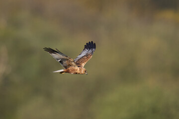 Marsh Harrier (Circus aeruginosus) hunting over a reedbed in the Somerset Levels in the United Kingdom