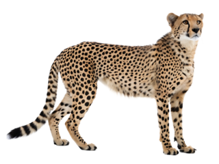 Elegant Cheetah Portrait on Isolated Background Majestic Feline with Distinctive Spots Graceful Stance Depicting Beauty and Power of Wildlife Conservation Concept
