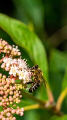 Close-up view of a honeybee collecting nectar from clusters of tiny, delicate pink and white flowers.