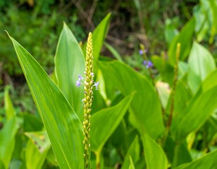 Obraz premium Close-up of a vibrant plant