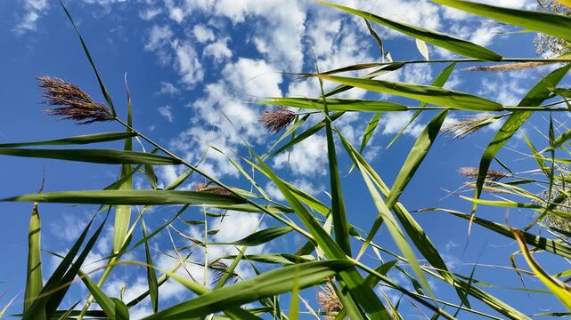 Sc&iacute;rpus. green reeds on the river bank. sand and reeds. Idyllic scene with reeds at the lake in a public park. Actinoscirpus grossus (also called Mensiang, Greater club-rush, Giant bulrush).