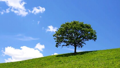 Fototapeta premium Lonely tree on a grassy hill