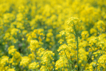 Obraz premium 菜の花