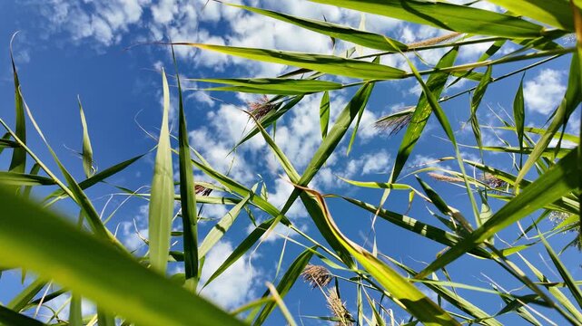 Sc&iacute;rpus. green reeds on the river bank. sand and reeds. Idyllic scene with reeds at the lake in a public park. Actinoscirpus grossus (also called Mensiang, Greater club-rush, Giant bulrush).