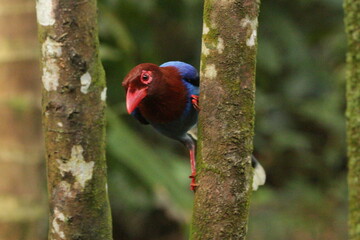 Sri Lanka blue magpie, Sinharaja, Sri Lanka 