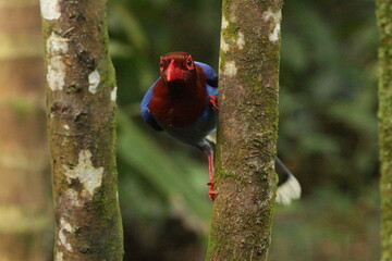 Sri Lanka blue magpie, Sinharaja, Sri Lanka 