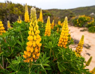 Fototapeta premium Vibrant yellow lupine flowers in a sunny meadow, showcasing a close-up view of the delicate blossoms and lush green foliage.