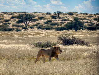 lion walking in the bush savannah, hiding in the tall grass, , CKGR, Botswana, in natural reserve