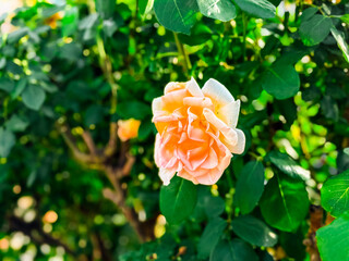 Cream rose bush with multiple blossoms and buds illuminated by sunlight near residential building. Nature, flora, garden beauty, ornamental plant and outdoor lifestyle.