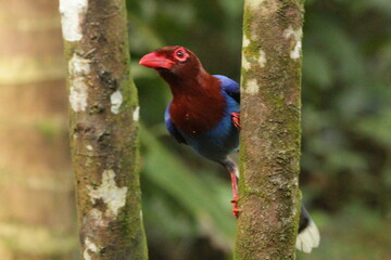 Sri Lanka blue magpie, Sinharaja, Sri Lanka 