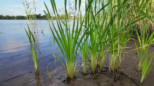 Sc&iacute;rpus. green reeds on the river bank. sand and reeds. Idyllic scene with reeds at the lake in a public park. Actinoscirpus grossus (also called Mensiang, Greater club-rush, Giant bulrush).
