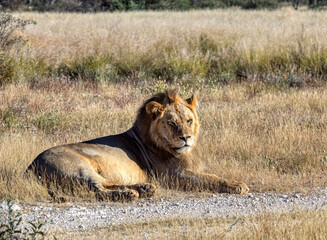 lion resting near a gravel road in a wildlife park, CKGR, Botswana, in natural reserve