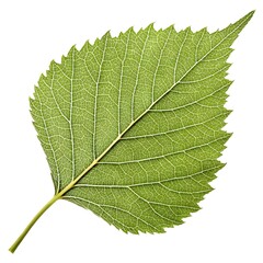 Fototapeta premium River Birch Leaf Glossy and Serrated with Distinct Veins and Natural Charm Symbolizing Rippling Woodland Elegance Beautifully Isolated on Crisp White Solid Background for Botanical and Artistic Appeal