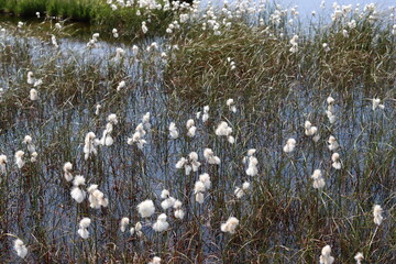 Common cotton grass or eriophorum angustifolium