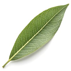 Obraz premium Narrowleaf Willow Leaf Slender and Streamlined with Delicate Grace and Simple Elegance Symbolizing Tranquil Woodland Beauty Isolated Clearly on White Solid Background for Botanical and Artistic Appeal