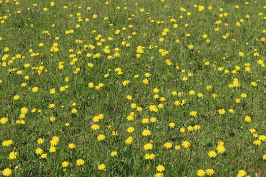 Masses of yellow hawkweed or hieracium in a meadow in summer
