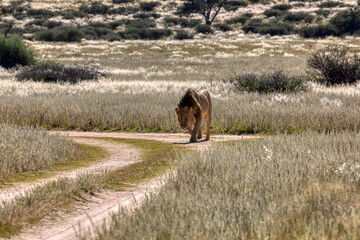 lion walking in the bush savannah at crossroads dirt road , CKGR, Botswana, in natural reserve