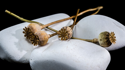 Dried Poppy Seed Heads on White River Stones