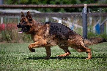 german shepherd dog