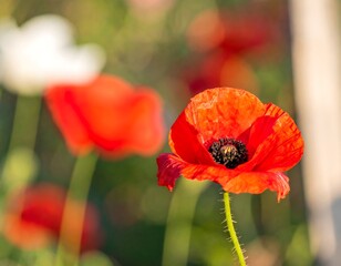 Vibrant red poppy in focus, others blurred in a sunlit field