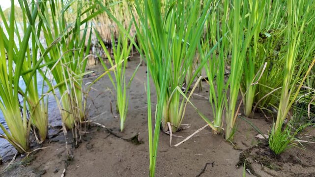 Sc&iacute;rpus. green reeds on the river bank. sand and reeds. Idyllic scene with reeds at the lake in a public park. Actinoscirpus grossus (also called Mensiang, Greater club-rush, Giant bulrush).
