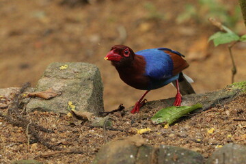Sri Lanka blue magpie, Sinharaja, Sri Lanka 
