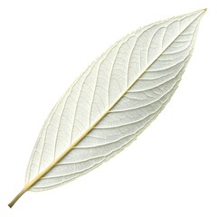 White Willow Leaf Elegant and Slender with Silvery Underside and Graceful Curves Reflecting Tranquil Simplicity Beautifully Isolated on Crisp White Solid Background for Botanical and Artistic Use