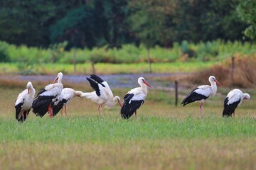 Vol de cigognes fait escale dans les Pyrénées