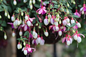 Close up of fuchsia flowers in a garden