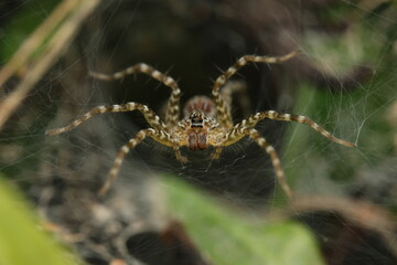 Wolf spiders are active hunters with excellent vision and rapid movement. Found in grasslands,...