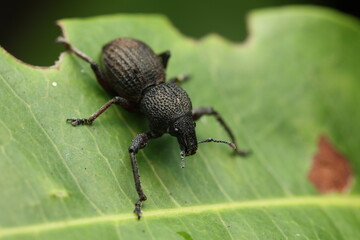 Vine weevils, belonging to the family Curculionidae, are major agricultural pests. They feed on leaves, roots, and young stems of many ornamental and fruit plants, and are predominantly nocturnal.