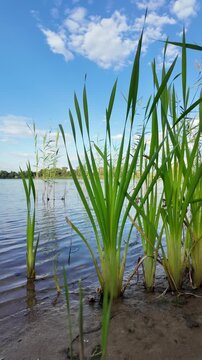 Sc&iacute;rpus. green reeds on the river bank. sand and reeds. Idyllic scene with reeds at the lake in a public park. Actinoscirpus grossus (also called Mensiang, Greater club-rush, Giant bulrush).