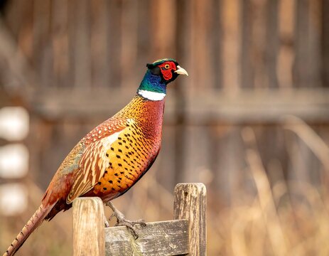 A colorful ring-necked pheasant perched elegantly on a weathered wooden fence, showcasing its vibrant plumage against a blurred rustic backdrop.