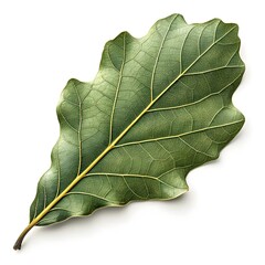 Laurel Oak Leaf Sleek Lance-Shaped Form with Smooth Texture and Subtle Gloss Showcasing Southern Grace and Evergreen Vitality Perfectly Isolated on Bright White Solid Background for Botanical Beauty