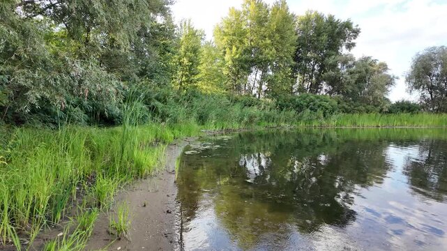 Sc&iacute;rpus. green reeds on the river bank. sand and reeds. Idyllic scene with reeds at the lake in a public park. Actinoscirpus grossus (also called Mensiang, Greater club-rush, Giant bulrush).
