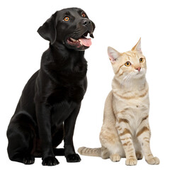 Fototapeta premium Charming Black Labrador and Bengal Cat Companions Sitting Side by Side Looking Upwards Against a Black Background Symbolizing Friendship and Togetherness in a Studio Setting